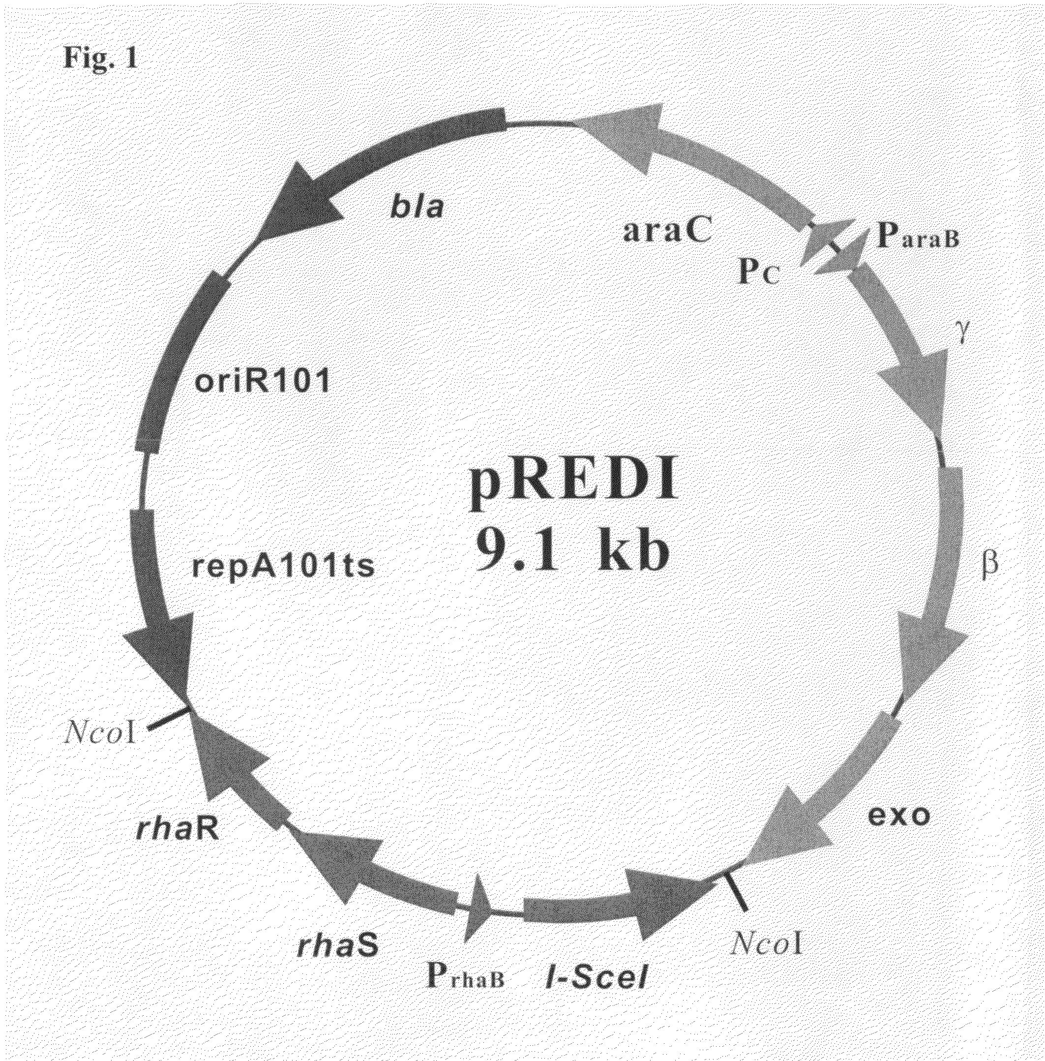 Recombinant vector for deleting specific regions of chromosome and method for deleting specific chromosomal regions of chromosome in the microorganism using the same