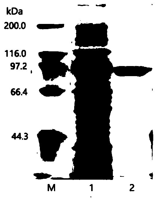 Microbulbifer arenaceous beta-galactosidase as well as encoding gene and application thereof