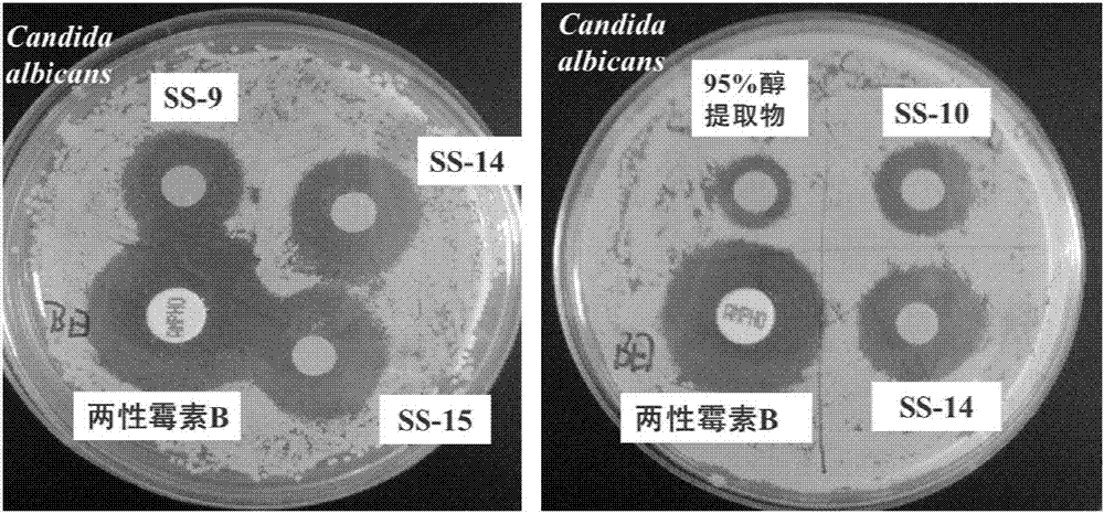 Application of triterpenoid saponins sourced from schima superba