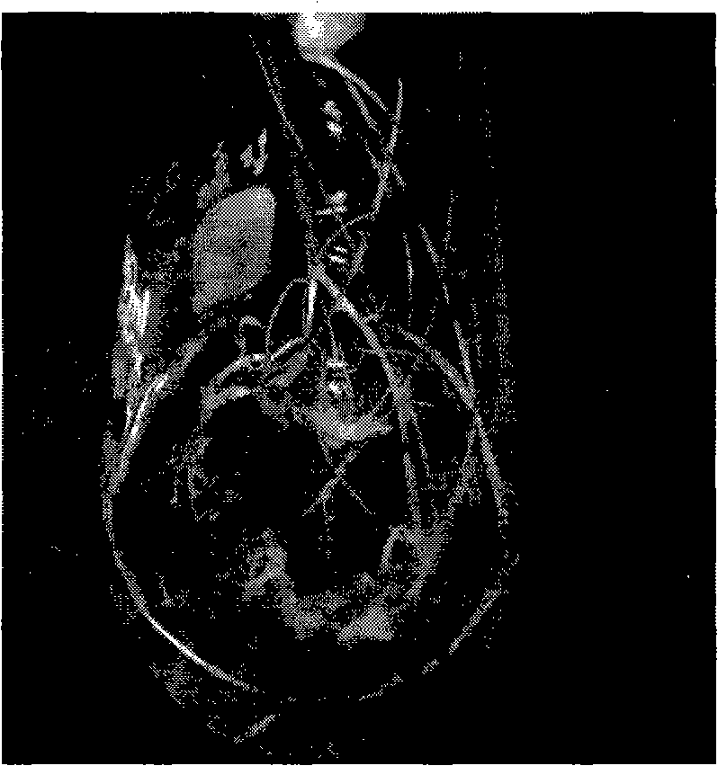 Method for artificially creating plants male sterility