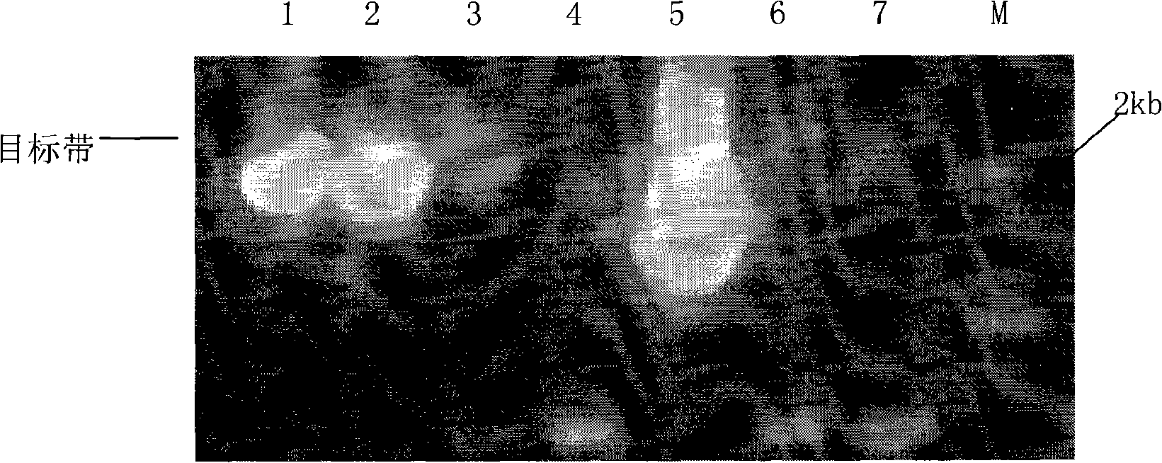 Method for artificially creating plants male sterility