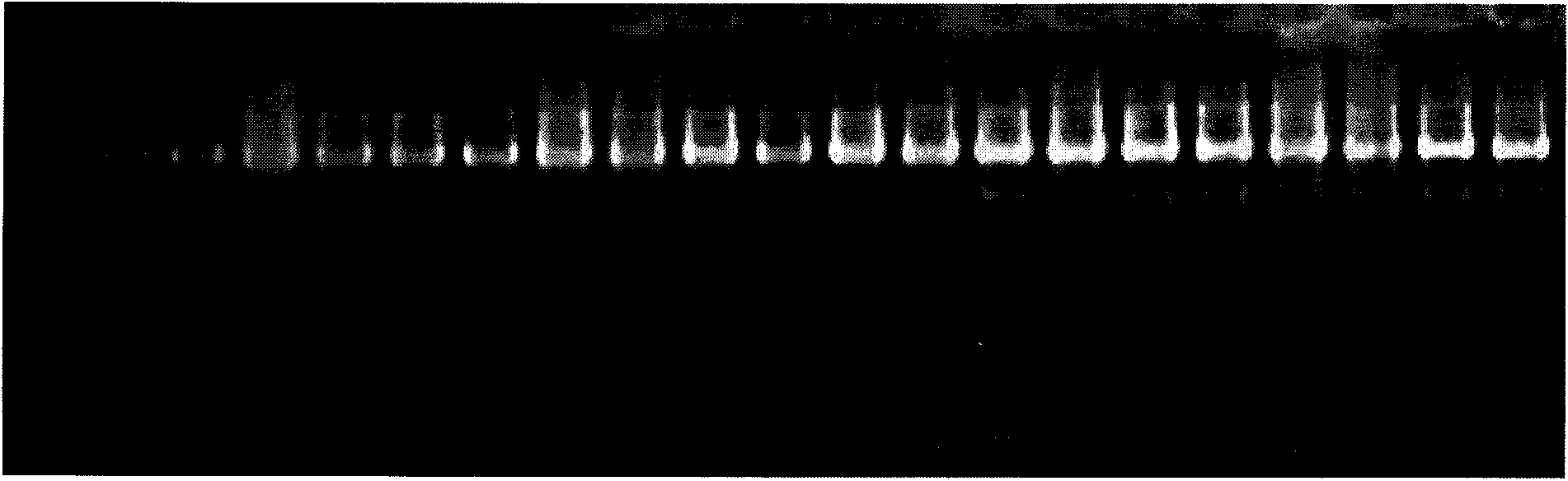 Method for amplifying and typing HLA gene and relevant primer thereof