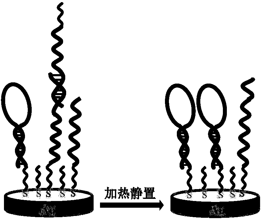 Method for quantitative evaluating HP DNA hairpin configuration on substrate surface based on enzymic hydrolysis ability and background signal eliminating method based on enzymic hydrolysis ability