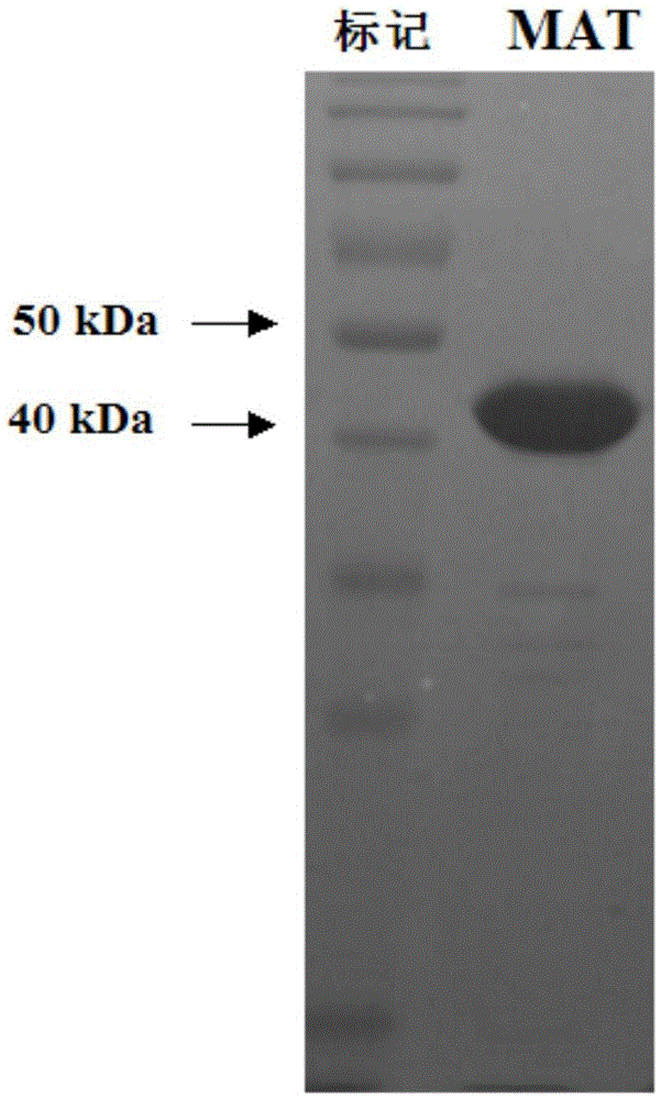 S-adenosylmethionine synthetase preparation and preparation method and application thereof