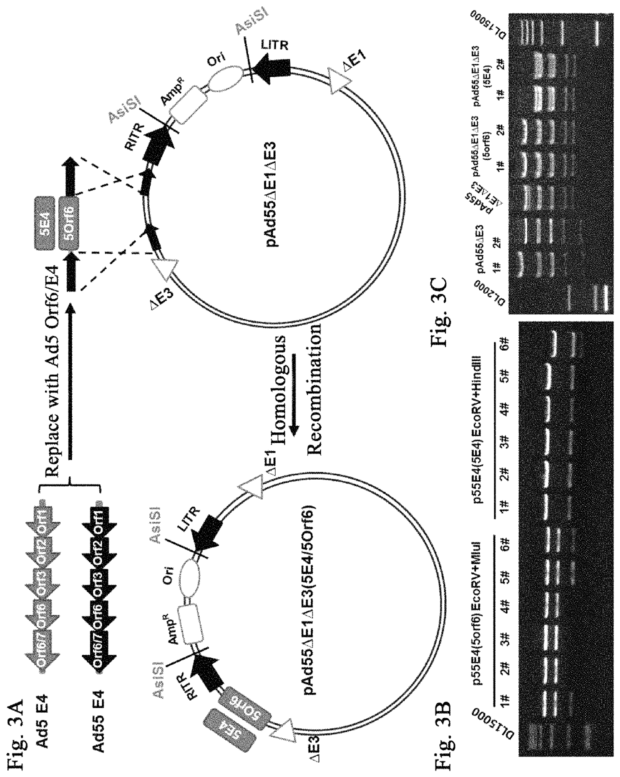 Human type 55 replication defective adenovirus vector, method for preparing same and uses thereof