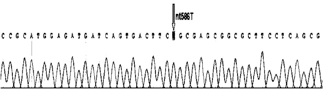 SNP site of B variant blood type triggering acute hemolytic transfusion reaction