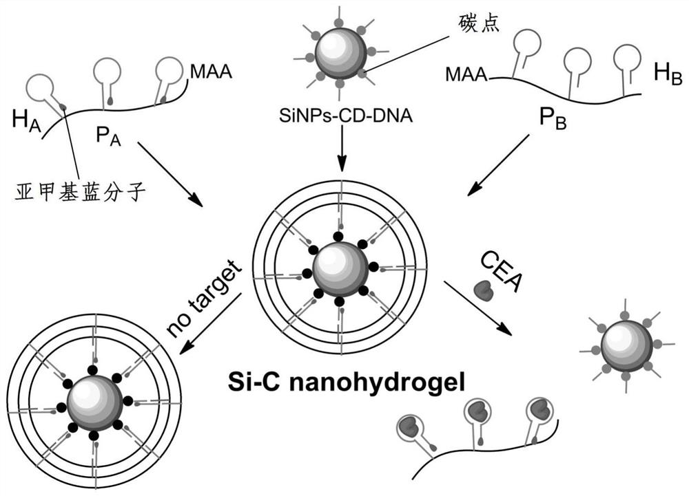 Application of dna carbon dot-silicon nano hydrogel material in the preparation of reagents for fluorescence detection of carcinoembryonic antigen in serum