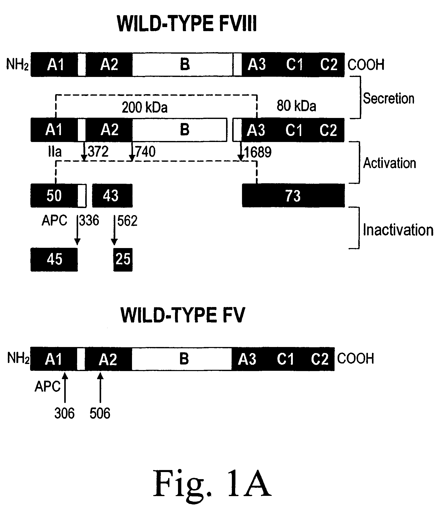 Inactivation resistant factor VIII