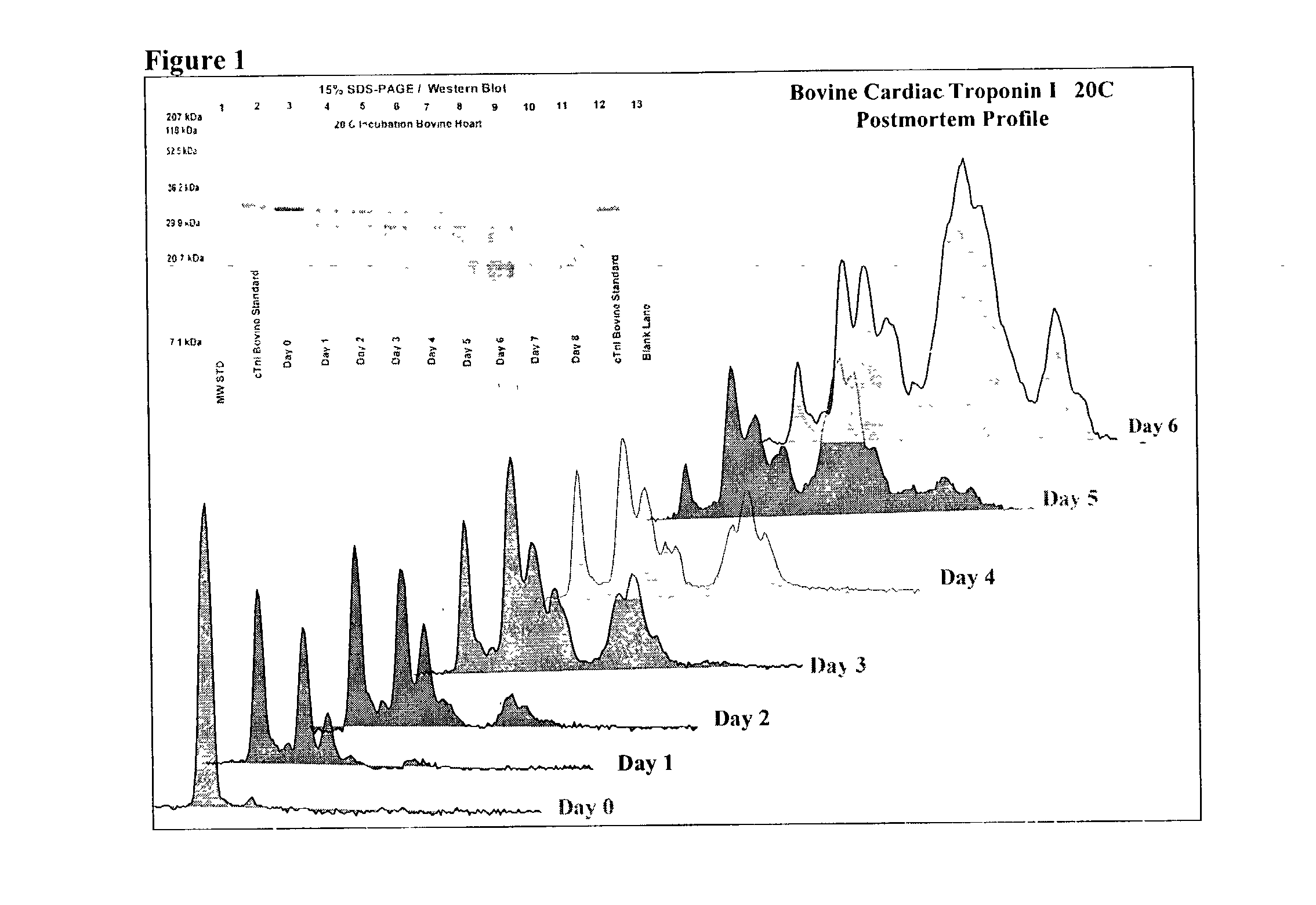 Method of determining time of death