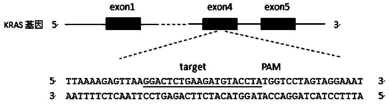 A CRISPR-Cas9 system for simultaneously knocking out Kras gene and EGFR gene and its application