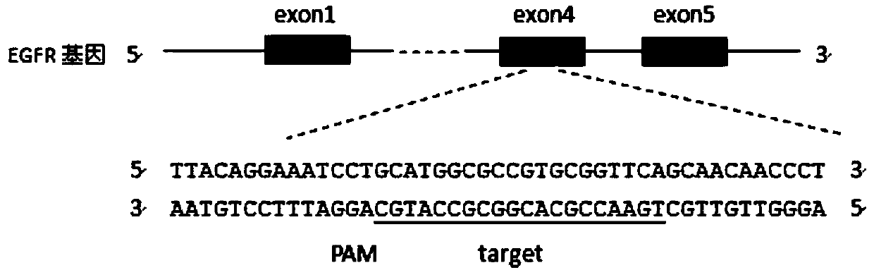 A CRISPR-Cas9 system for simultaneously knocking out Kras gene and EGFR gene and its application