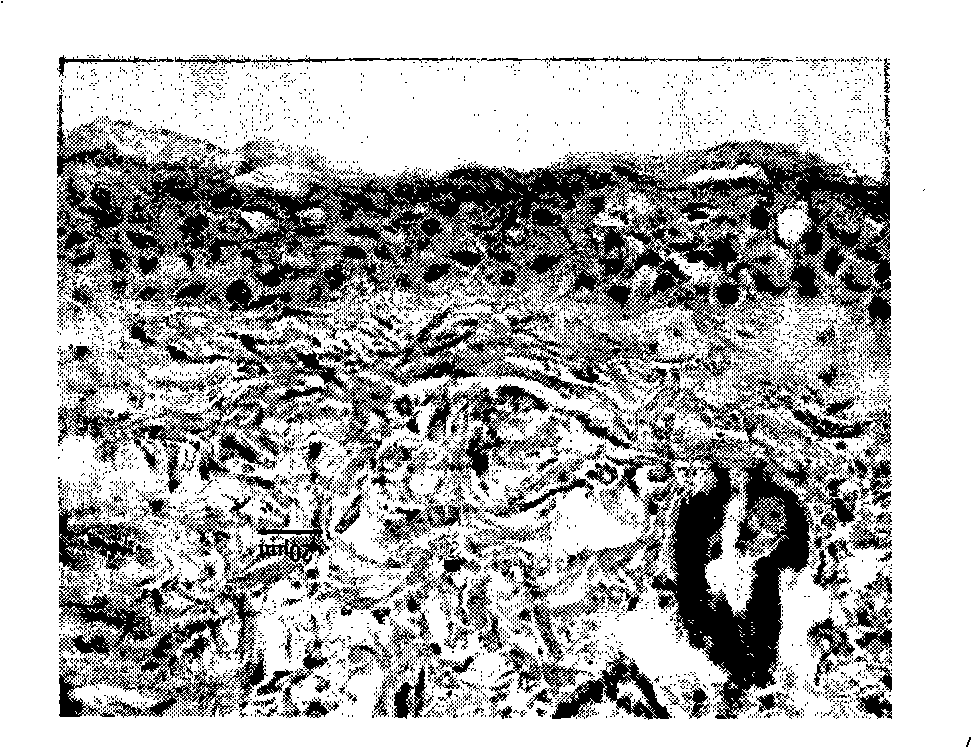 Preparation method for holothurian collagen active peptide and application thereof