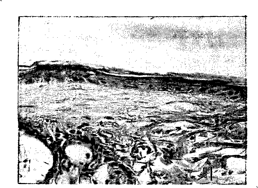 Preparation method for holothurian collagen active peptide and application thereof