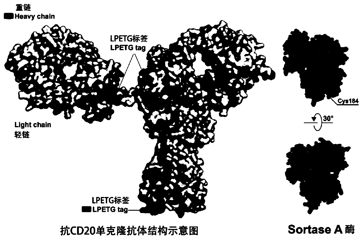 A kind of antibody conjugate drug and its preparation method and application