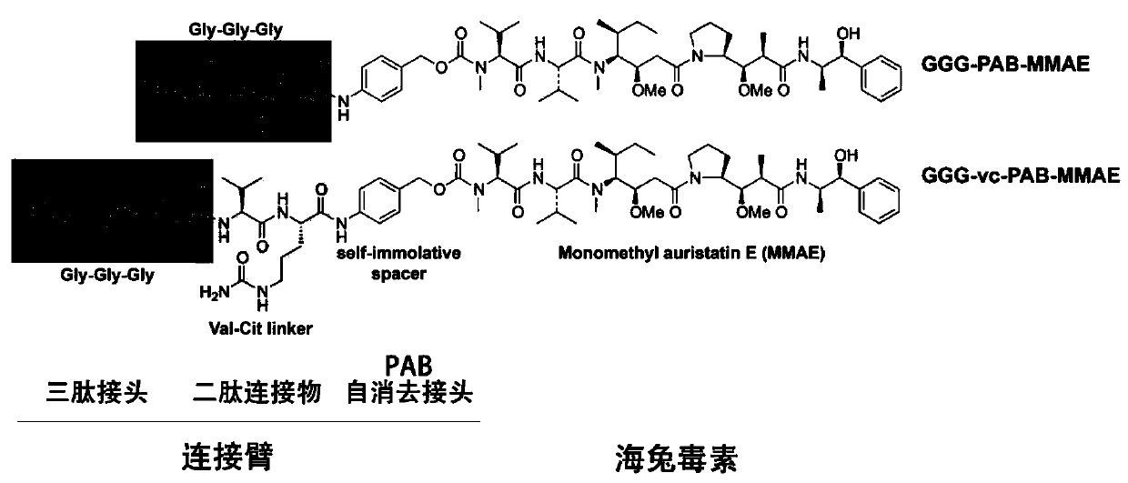 A kind of antibody conjugate drug and its preparation method and application