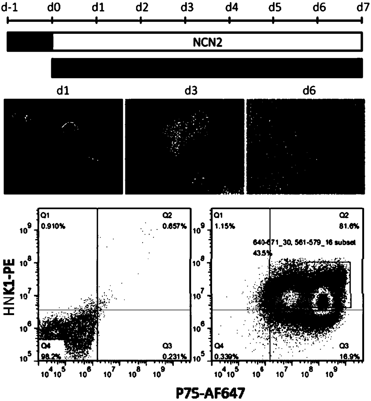 Neural crest-lineage pericyte derived from multi-potential stem cells and induced differentiation method of neural crest-lineage pericyte