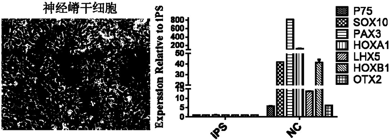 Neural crest-lineage pericyte derived from multi-potential stem cells and induced differentiation method of neural crest-lineage pericyte