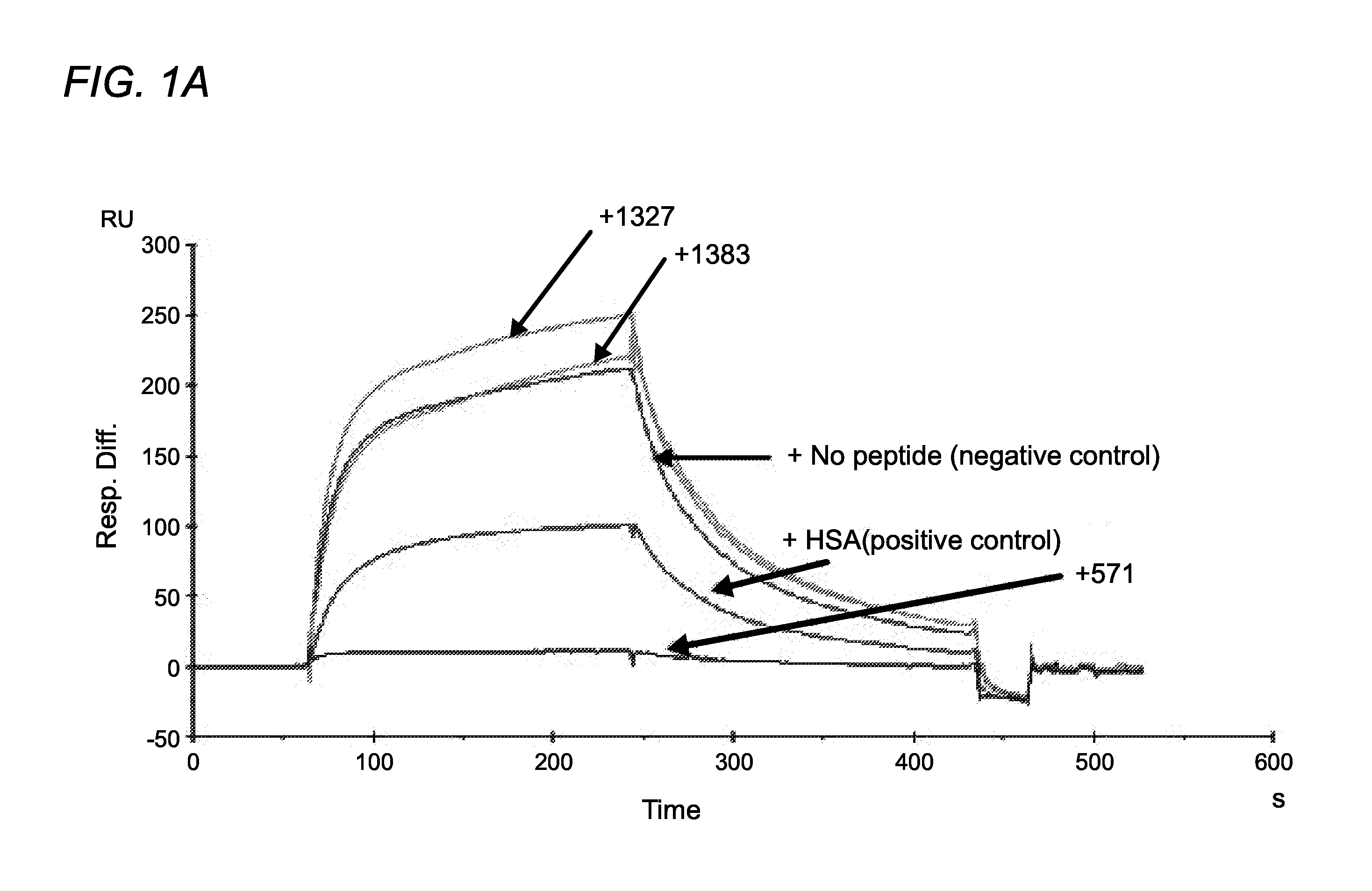 FC RECEPTOR (FcRn) BINDING PEPTIDES AND USES THEREOF