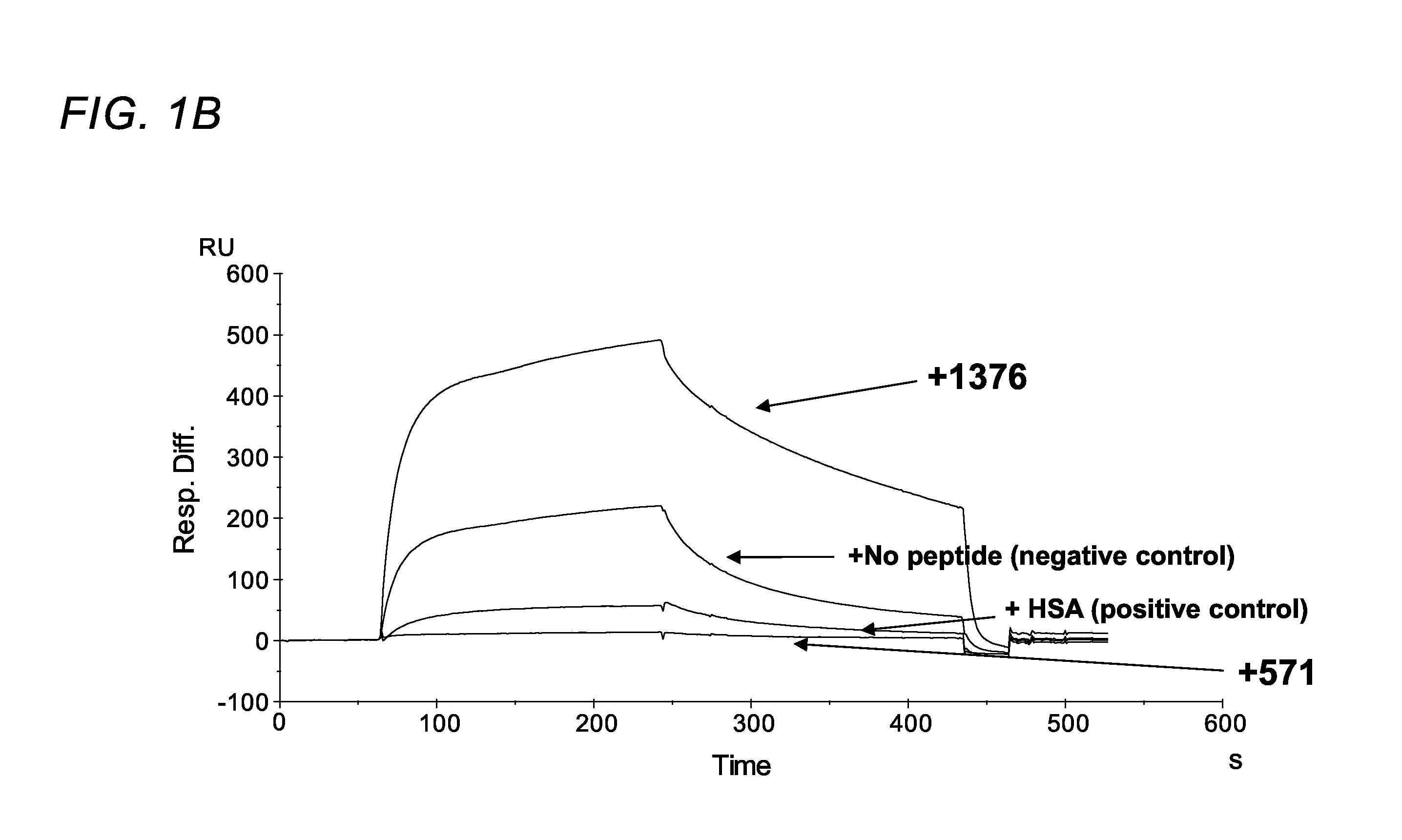 FC RECEPTOR (FcRn) BINDING PEPTIDES AND USES THEREOF