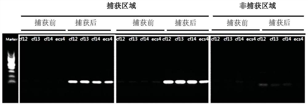 Equipment, kits and analysis systems for simultaneous prenatal screening of chromosomal and single gene diseases