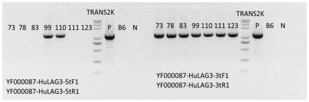 A method for constructing a lag3 gene humanized animal model and its application