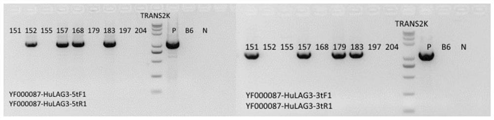 A method for constructing a lag3 gene humanized animal model and its application