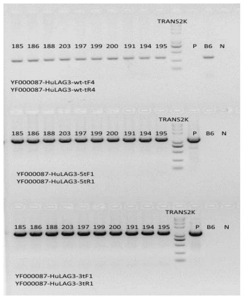 A method for constructing a lag3 gene humanized animal model and its application