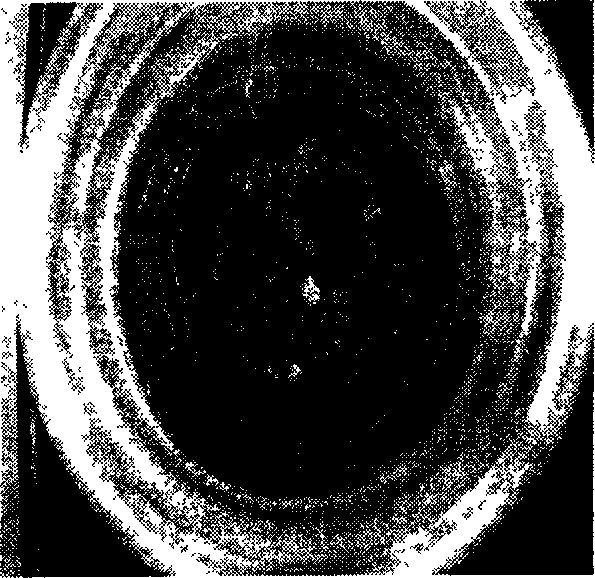 Method for transferring Tibetan medicinal effective component into receptor cell using somatic cell cross breeding technology