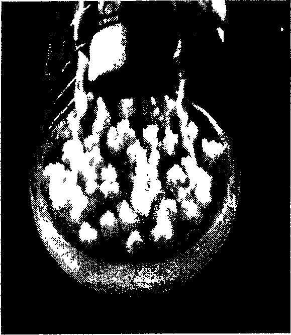 Method for transferring Tibetan medicinal effective component into receptor cell using somatic cell cross breeding technology