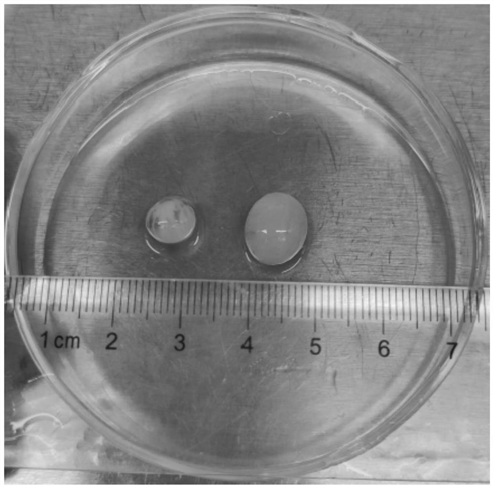 Chicken small yellow follicle outer membrane layer cell separation and culture method