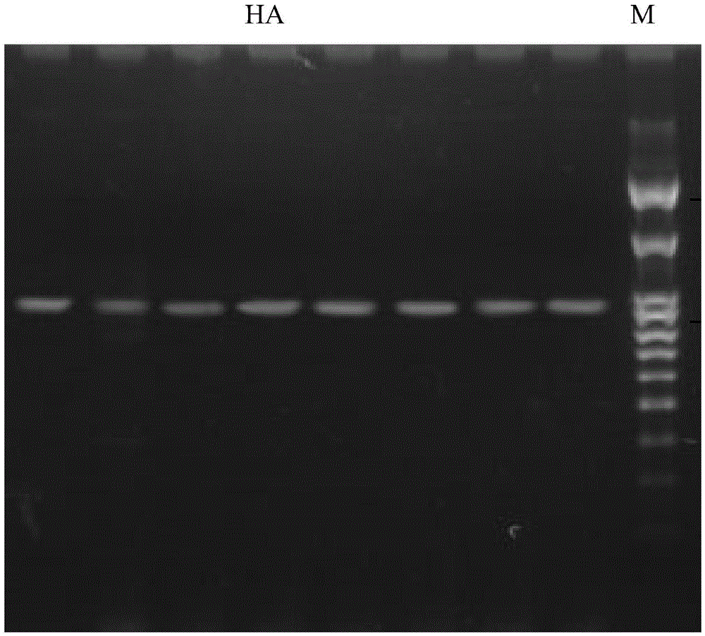 A method for detecting the pathogenicity of influenza A h1n1 virus based on pyrosequencing