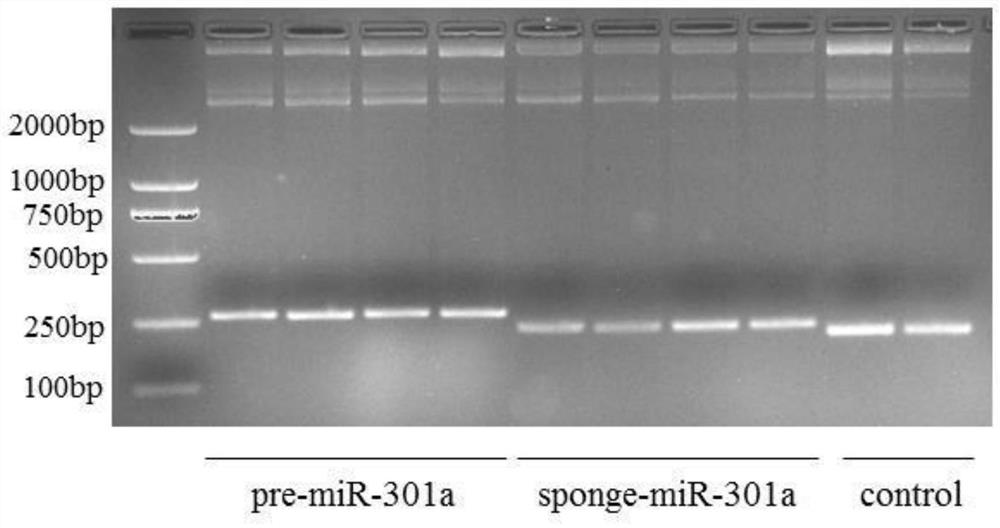 A vector construction method integrating microrna and car functions