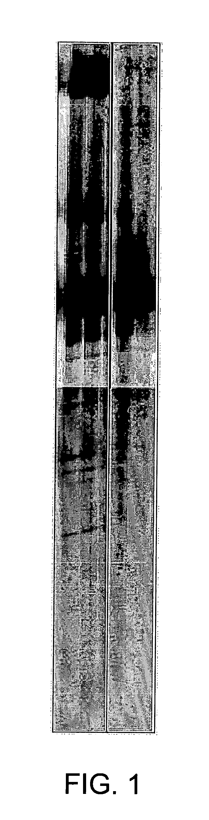 Rapid methods for detecting methylation of a nucleic acid molecule