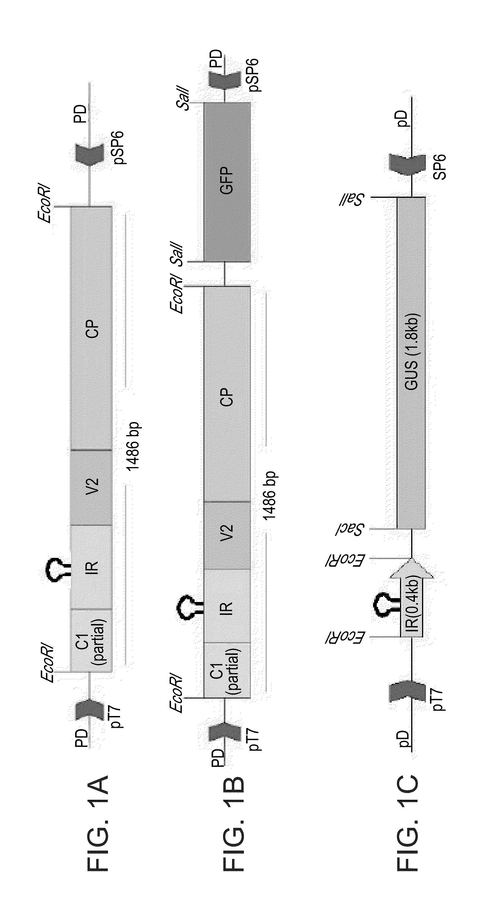 Plant expression constructs comprising and uses thereof