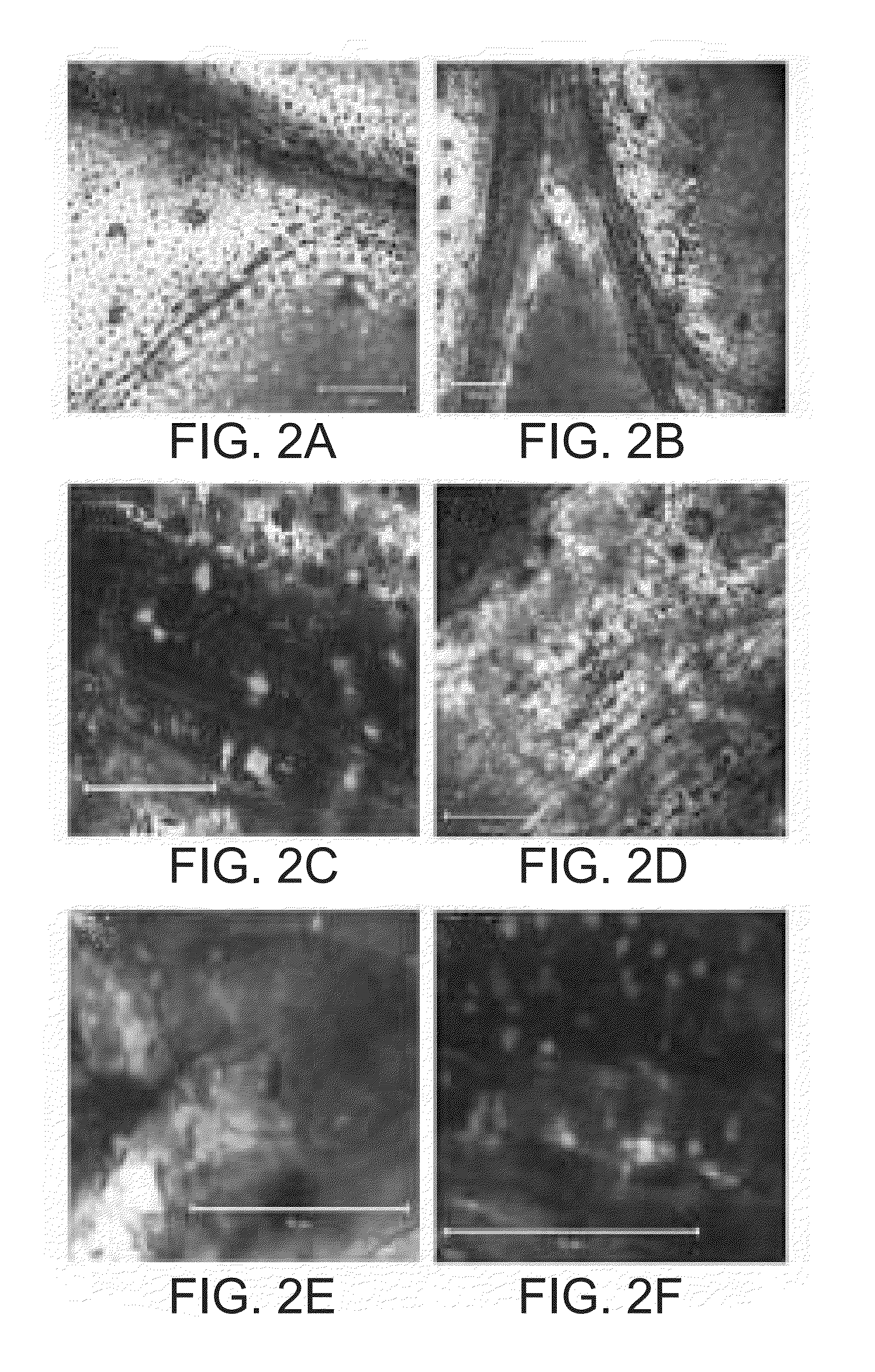 Plant expression constructs comprising and uses thereof