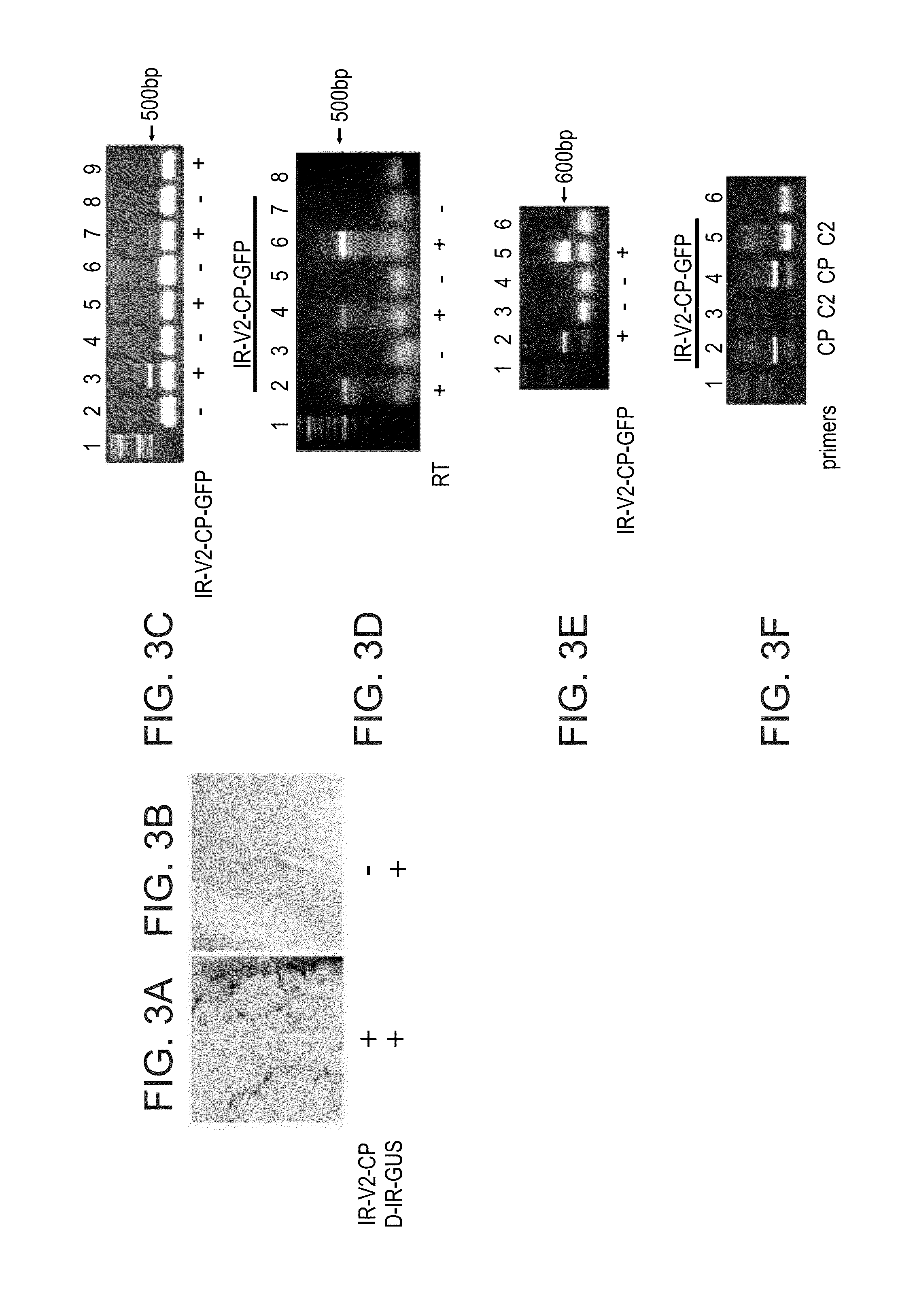 Plant expression constructs comprising and uses thereof