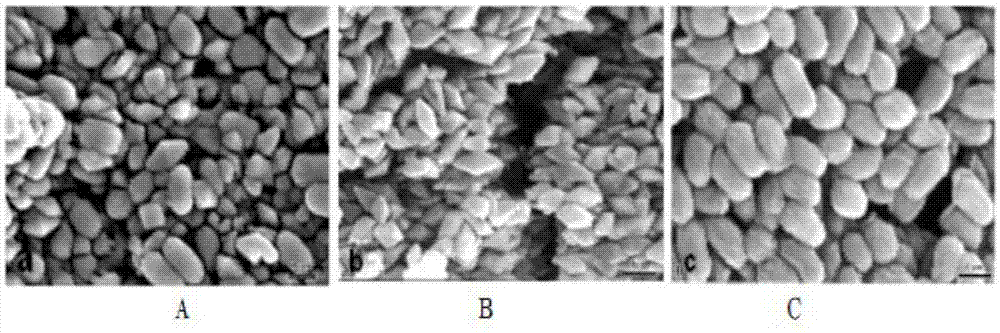 Bacillus thuringiensis capable of killing lepidopterous insects, plant nematodes and coleosporium and application