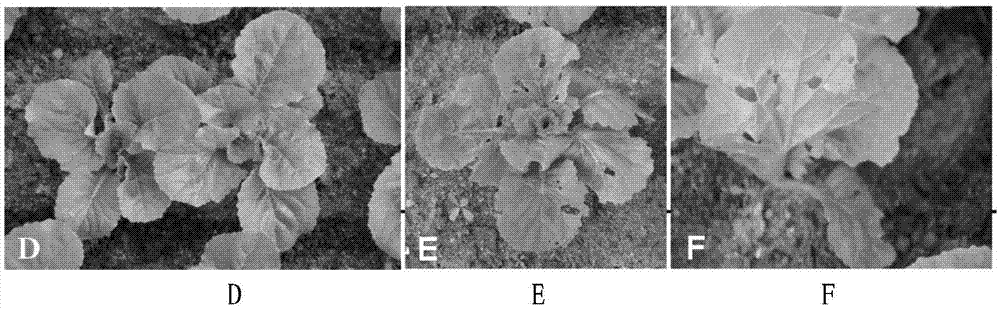 Bacillus thuringiensis capable of killing lepidopterous insects, plant nematodes and coleosporium and application