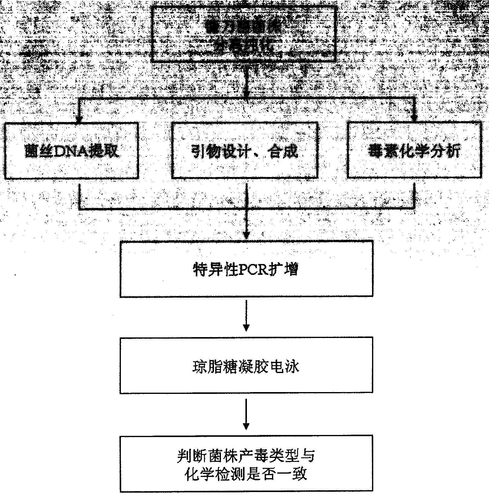 Molecular detection method and application for zearalenone toxin