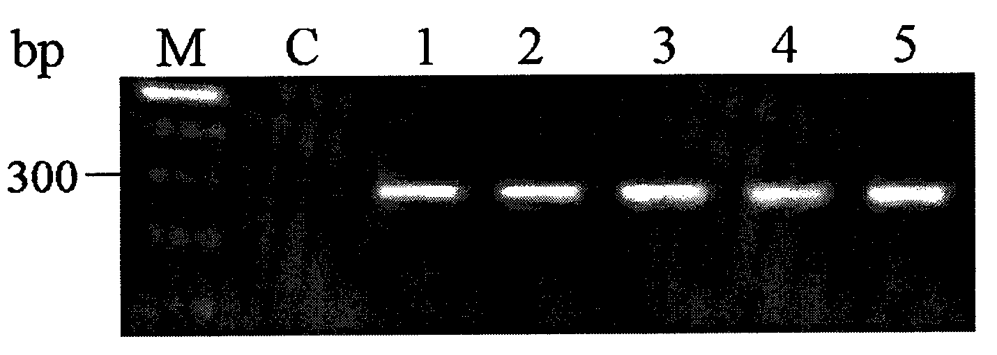 Molecular detection method and application for zearalenone toxin