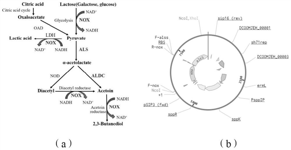 Genetically engineered bacterium for increasing butanedione content and acetoin content in yoghourt and application thereof