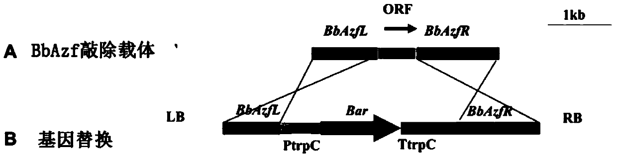 Gene knockout carrier of fungus C2H2 type zinc finger protein BbAzf and beauveria bassiana BbAzf