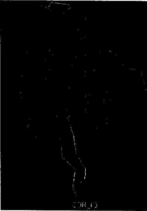 No mitogen activity anti CD3 small molecular antibody designing method