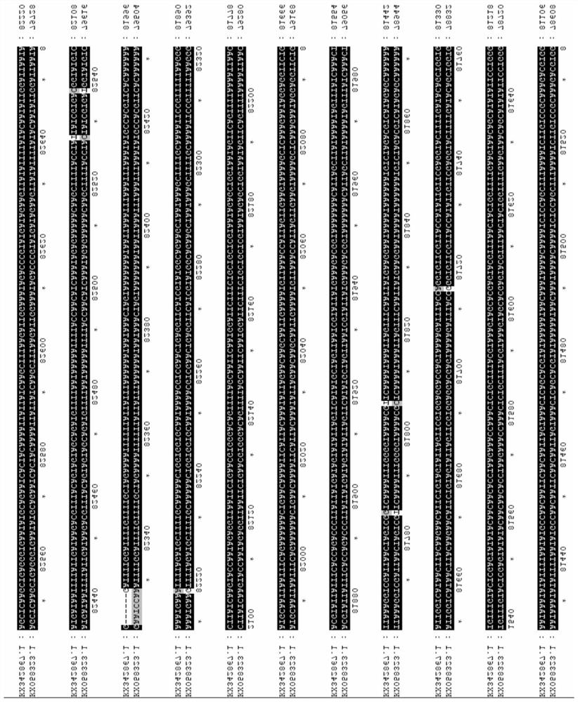 A primer pair, dna bar code for identifying relative species of E. prolifera and its application and detection method