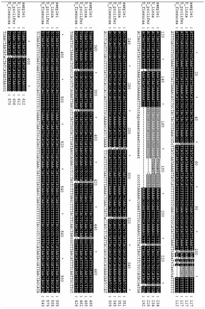 A primer pair, dna bar code for identifying relative species of E. prolifera and its application and detection method