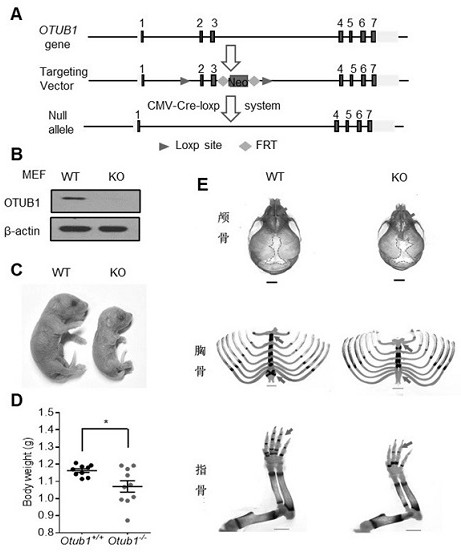 SARS-CoV-2 delta variant detection method based on primer design and copper nanoclusters