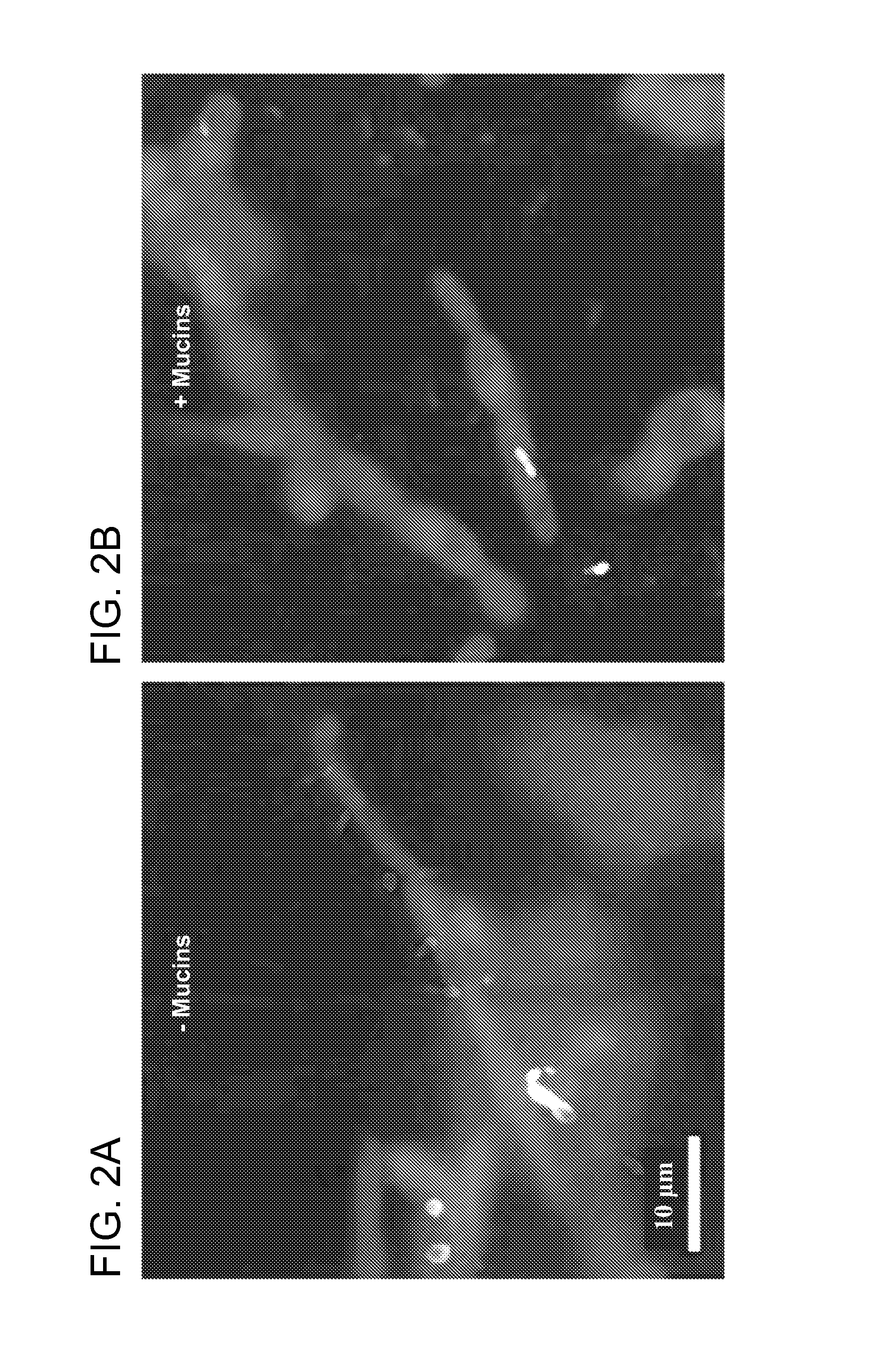 Isolated mucins and different microorganisms, and methods of use