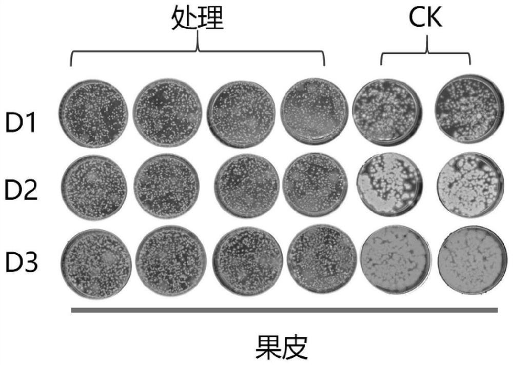 Method for inhibiting growth of penicillium and reducing rotting rate of picked citrus fruits