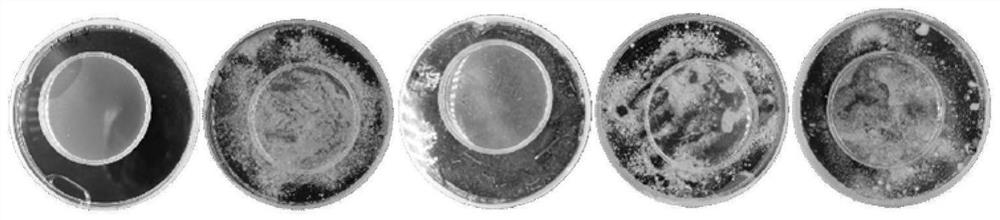 Method for inhibiting growth of penicillium and reducing rotting rate of picked citrus fruits