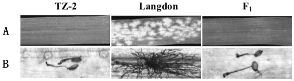 Functional molecular marker of triticum aestivum L. anti-blumeria graminis relevant gene Pm41, and application of functional molecular marker